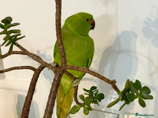 Parrots birds Selling beautiful Indian ring neck parrots. - Advert 10