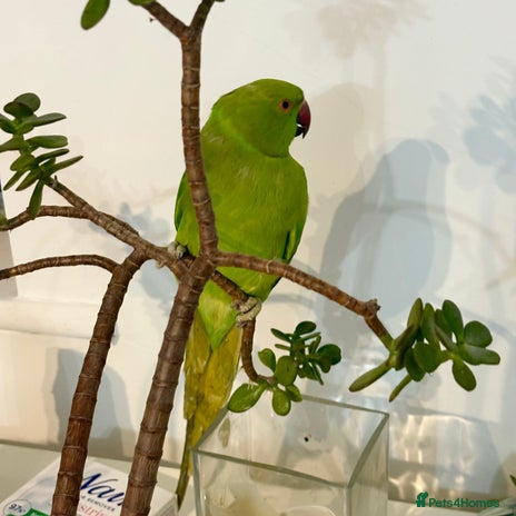 Parrots birds Selling beautiful Indian ring neck parrots. - Advert 2