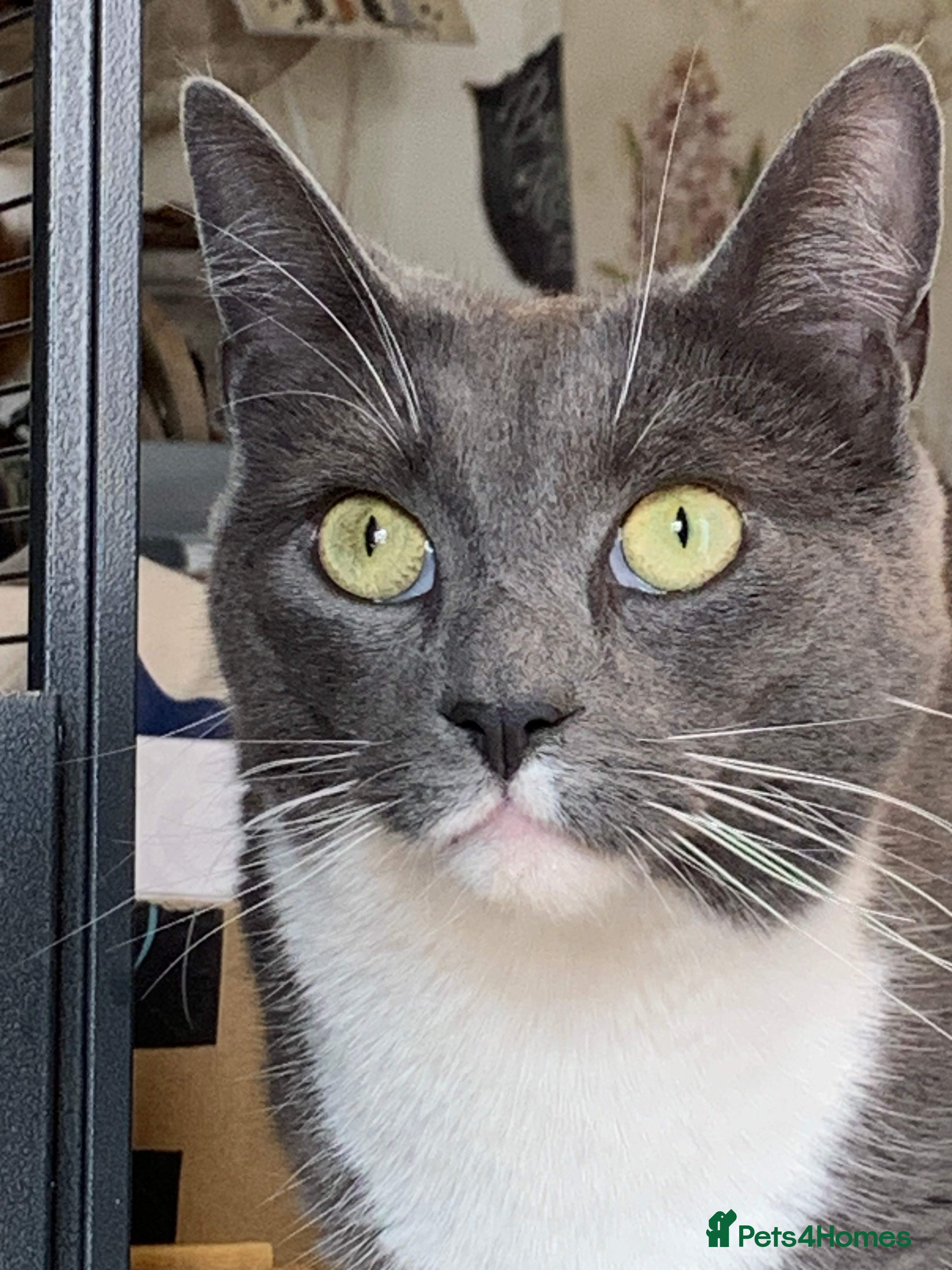 Mixed Breed cats Half DSH/Maine Coon Cross. Stunning. Dog Friendly! - Advert 2