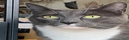Mixed Breed cats for sale: Half DSH/Maine Coon X. Bonded Must stay together - Advert 26