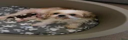 Shih Tzu dogs for sale:  🌟 2 Beautiful Female Puppies Ready Ready to go🌟 - Advert 11