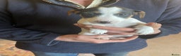 Jack Russell dogs for sale: Jack Russell Puppies  - Advert 4
