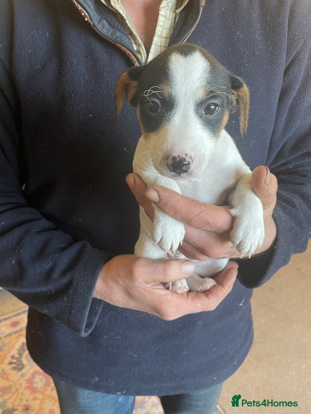 Jack Russell dogs for sale: Jack Russell Puppies  - Advert 4