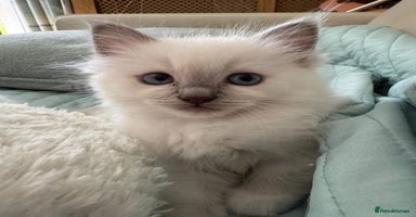 Ragdoll cats - Advert 14