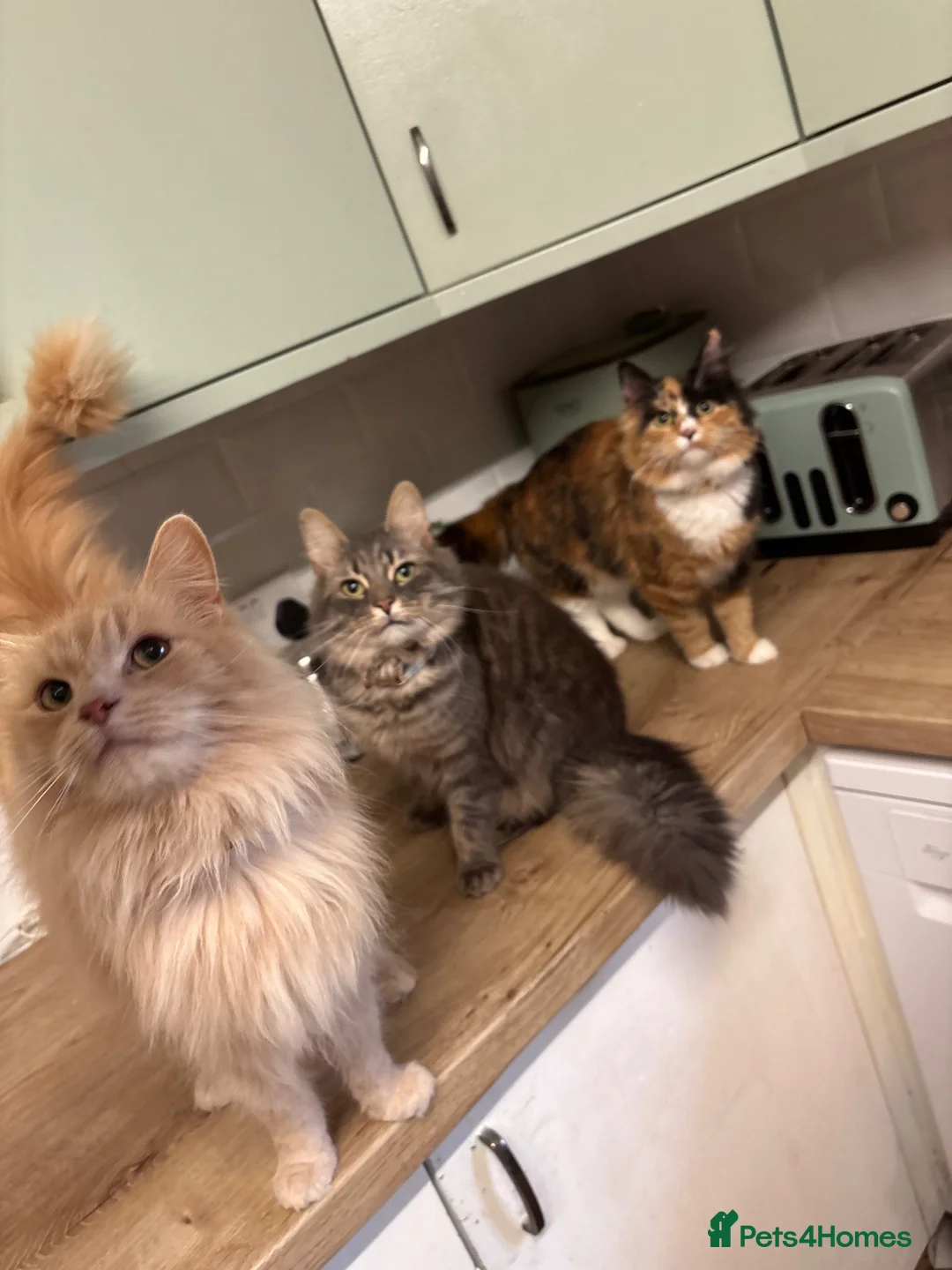 Mixed Breed cats for sale: Grey Tabby x Ragdoll Male - Advert 5
