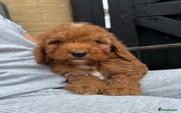 Cockapoo dogs for sale: Cockerpoo Puppies - Image 31