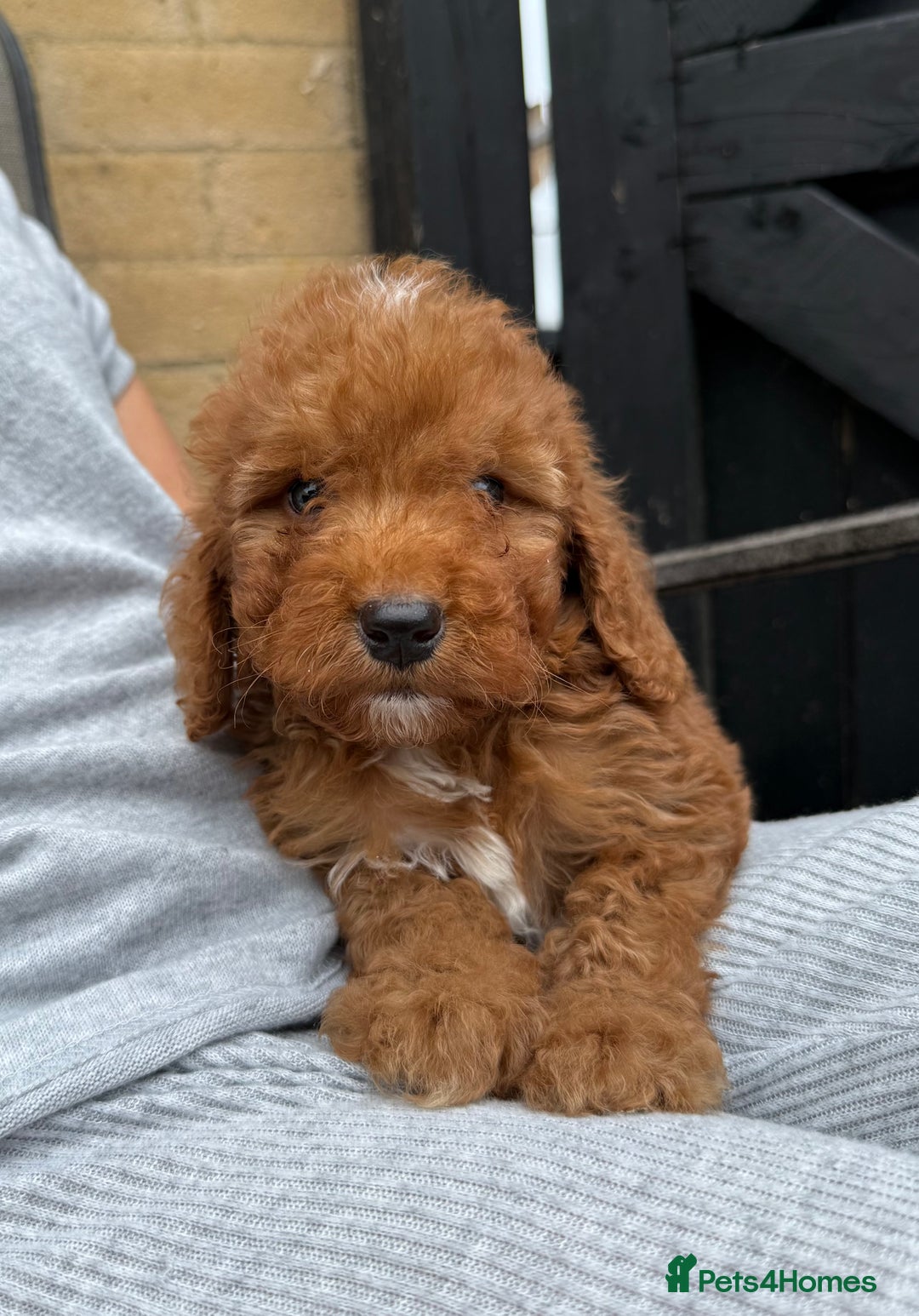 Cockapoo dogs for sale: Cockerpoo Puppies - Image 31
