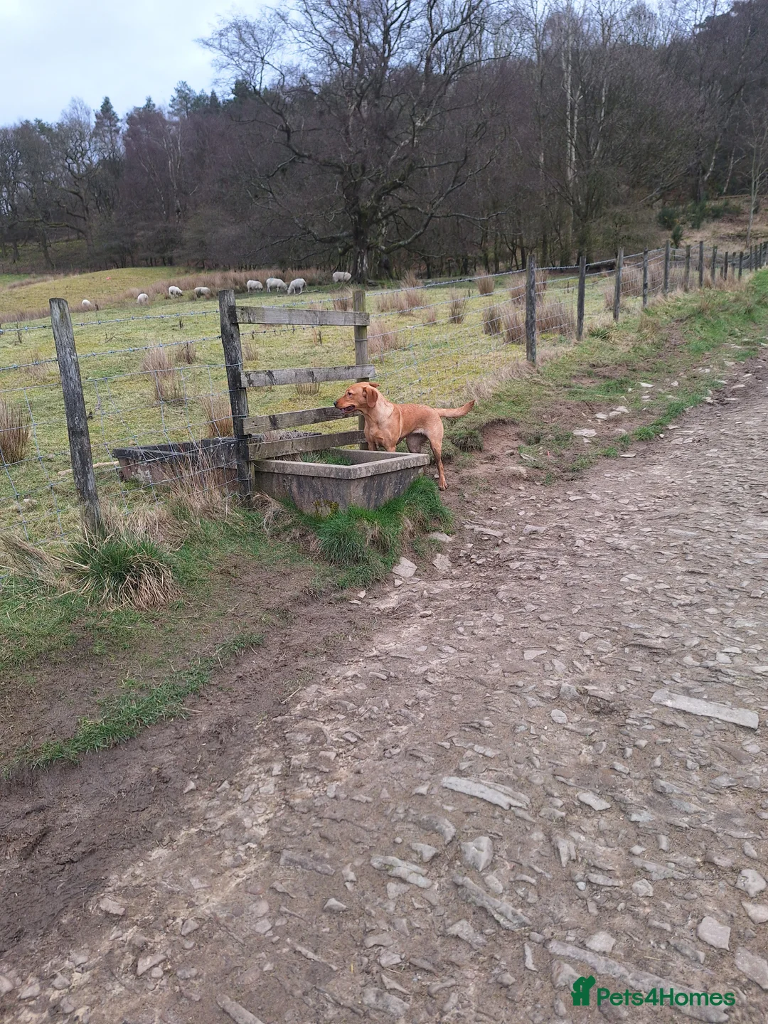 Labrador Retriever dogs for sale: Labrador Bitch 8 months old - Advert 8