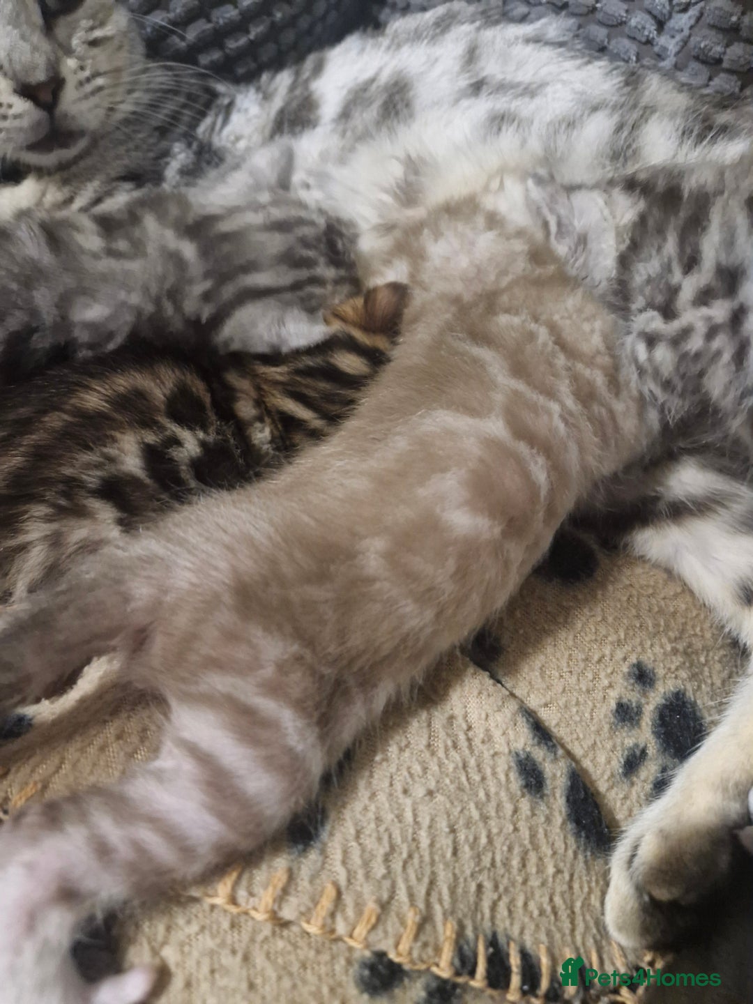 Bengal cats for sale: TICA Snow & Silver Health Tested Bengal Kittens - Advert 5