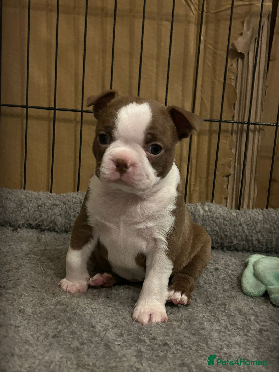 Boston Terrier dogs for sale: 🐾 Last Boston Terrier pup available 🐾 - Advert 17