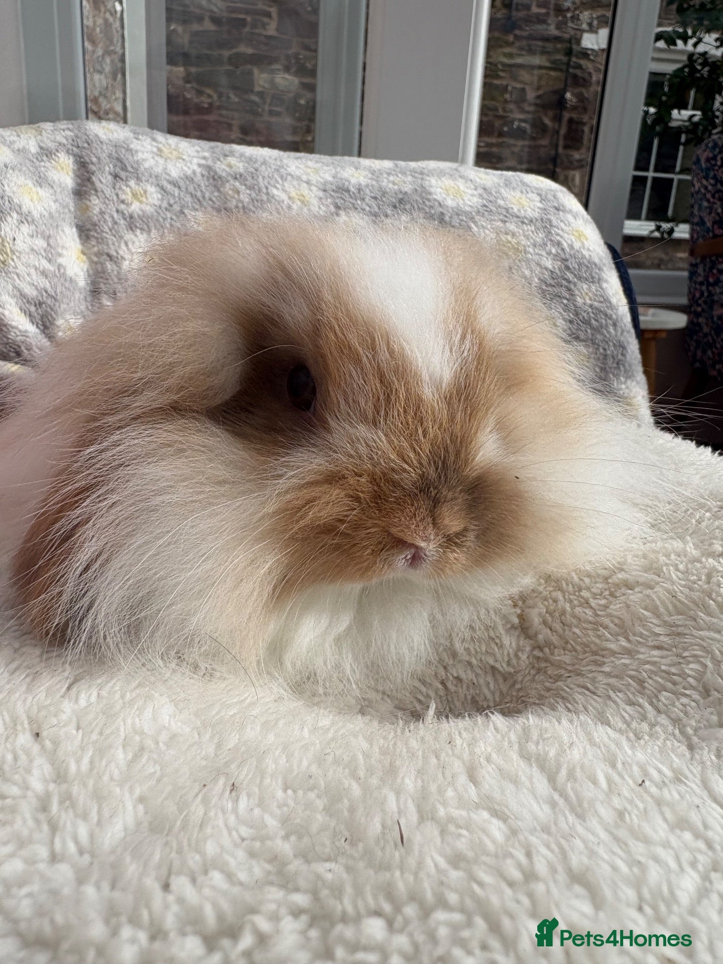 Mini Lop rabbits Mini lops-vaccinated-raised indoors  - Advert 2