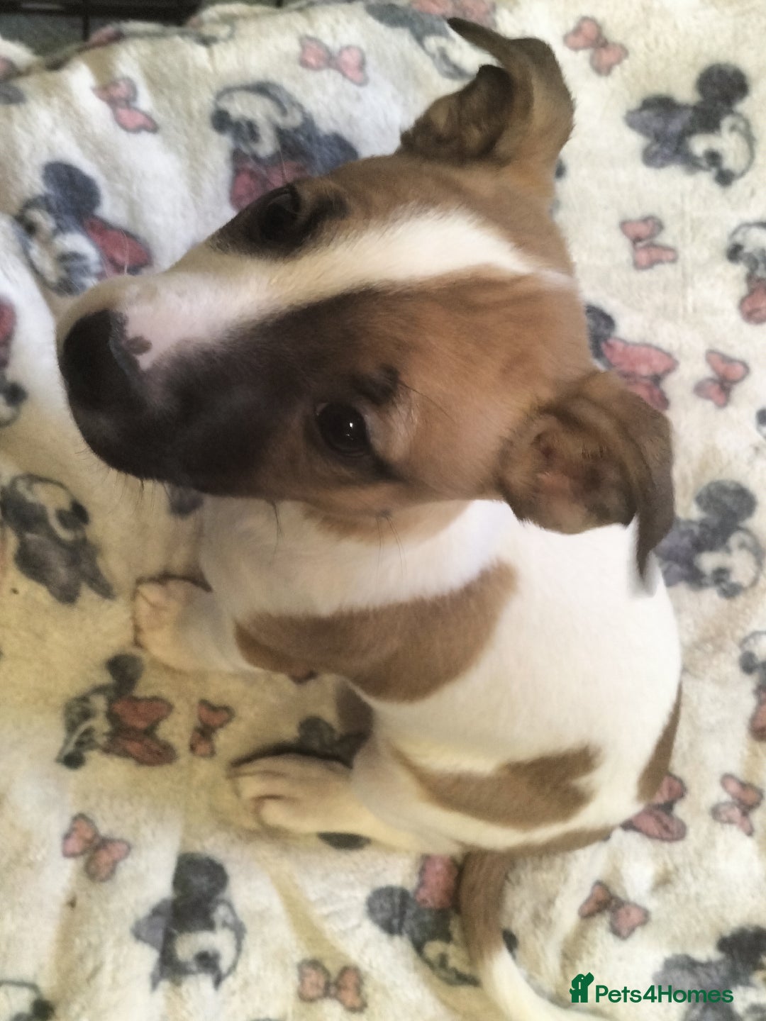 Mixed Breed dogs for sale: Cute litter of puppies  - Advert 3