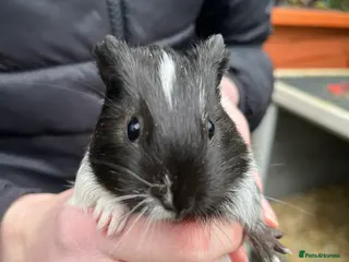 Guinea Pig rodents baby teddy and smooth guinea pigs - Advert 19