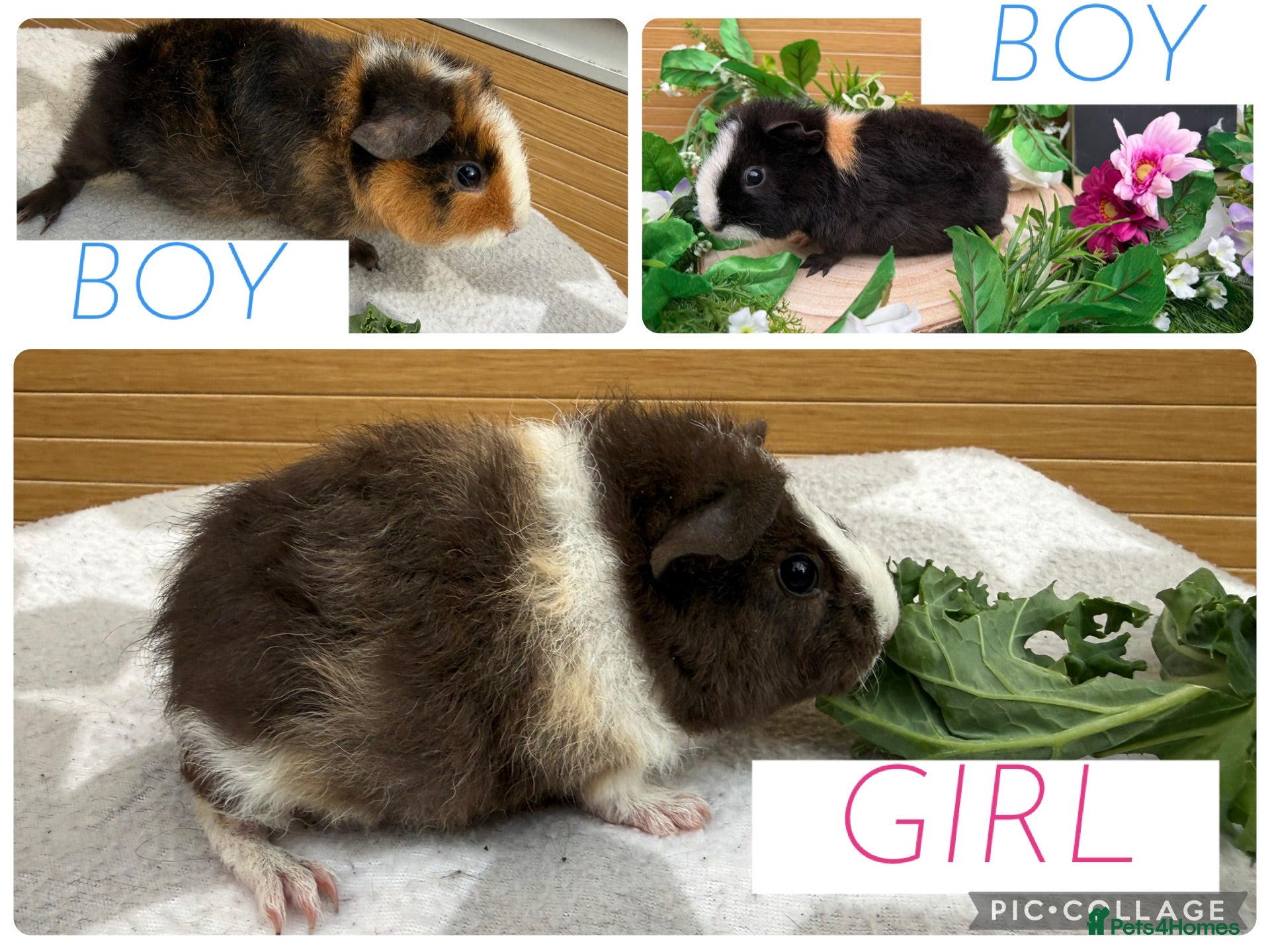 Guinea Pig rodents 2 baby male & 1 female teddy guineapigs AVAILABLE  - Advert 1