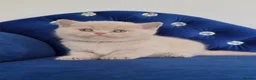 British Shorthair cats for sale: Lovely lilac British shorthair kittens. - Advert 12