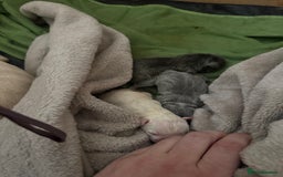 French Bulldog dogs for sale: French bull dog puppies looking for forever homes  - Advert 5