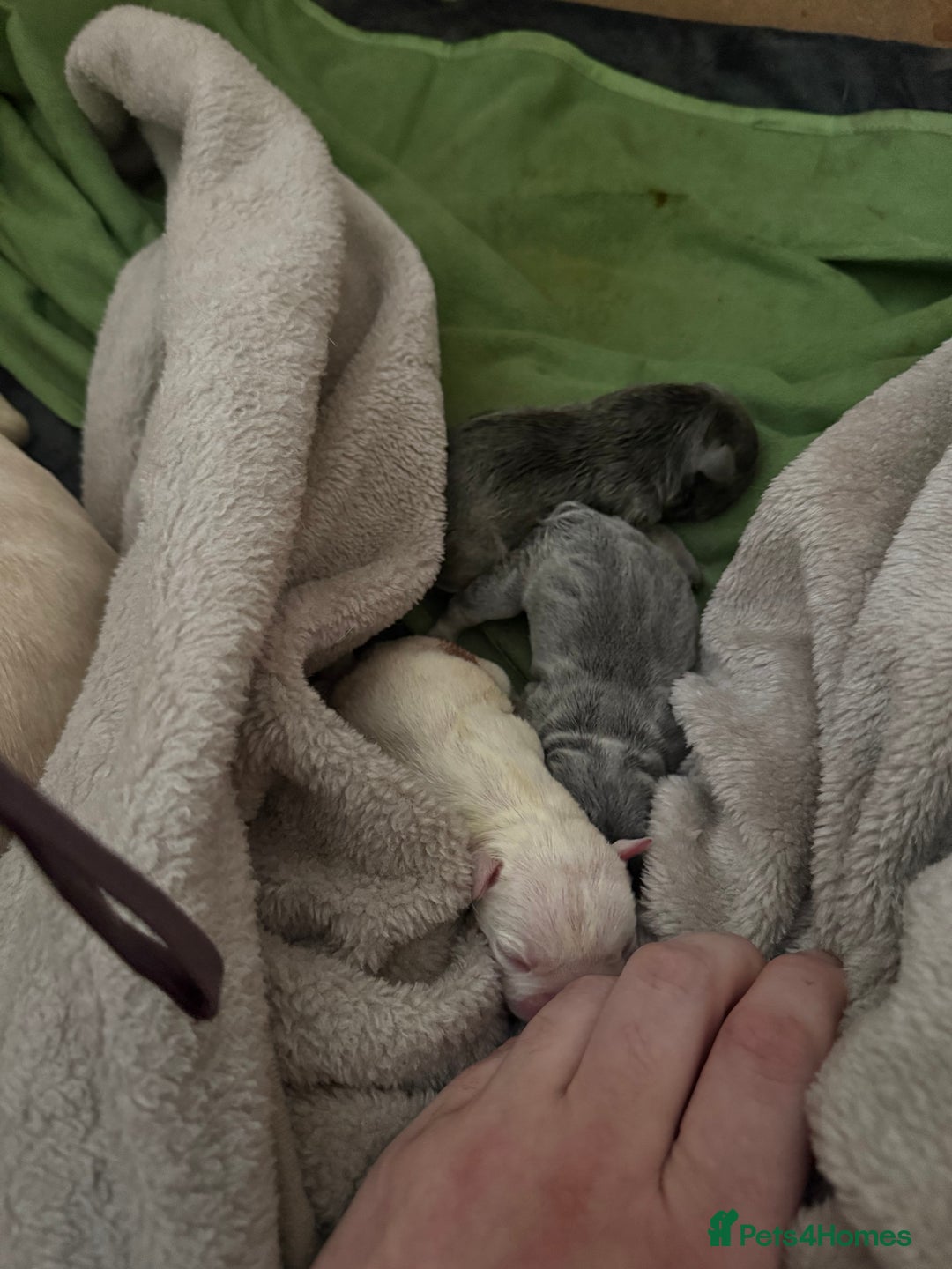 French Bulldog dogs for sale: French bull dog puppies looking for forever homes  - Advert 5