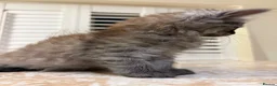 Mixed Breed cats for sale: 3 Dark grey mixed persian chinchilla kittens - Advert 4