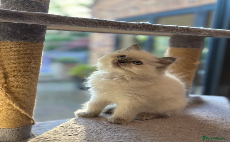 Ragdoll cats - Advert 1