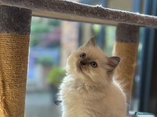 Ragdoll cats - Advert 12