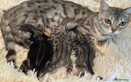 Bengal cats for sale: Beechwood Bengals  stunning SILVER kittens - Image 16