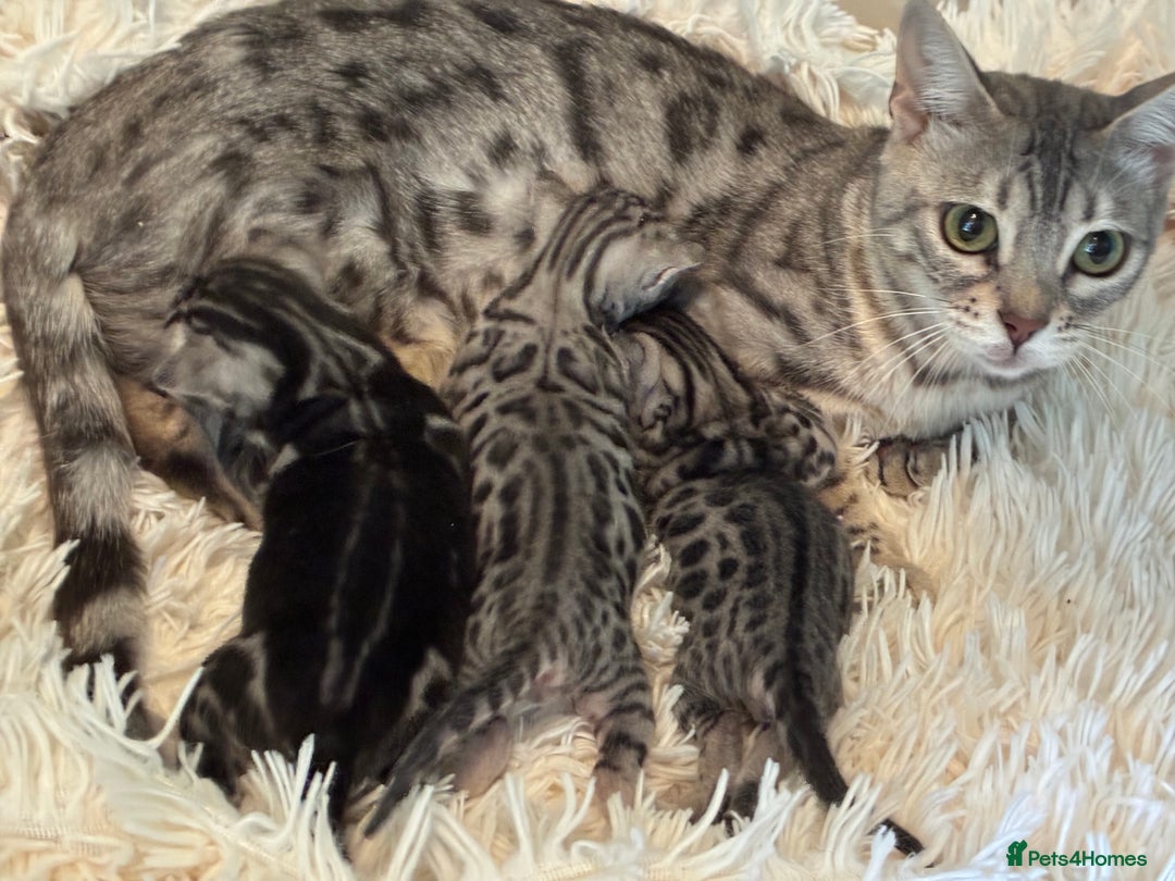 Bengal cats for sale: Beechwood Bengals  stunning SILVER kittens - Image 16