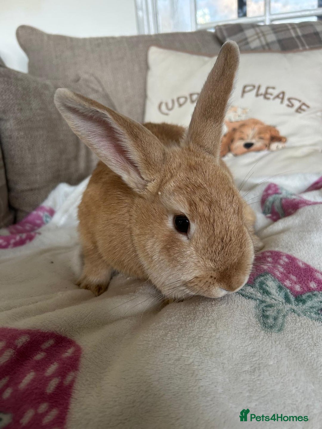 Mini Lop rabbits for sale:  Adorable Bonded Rabbits Looking for a Loving Home - Image 3