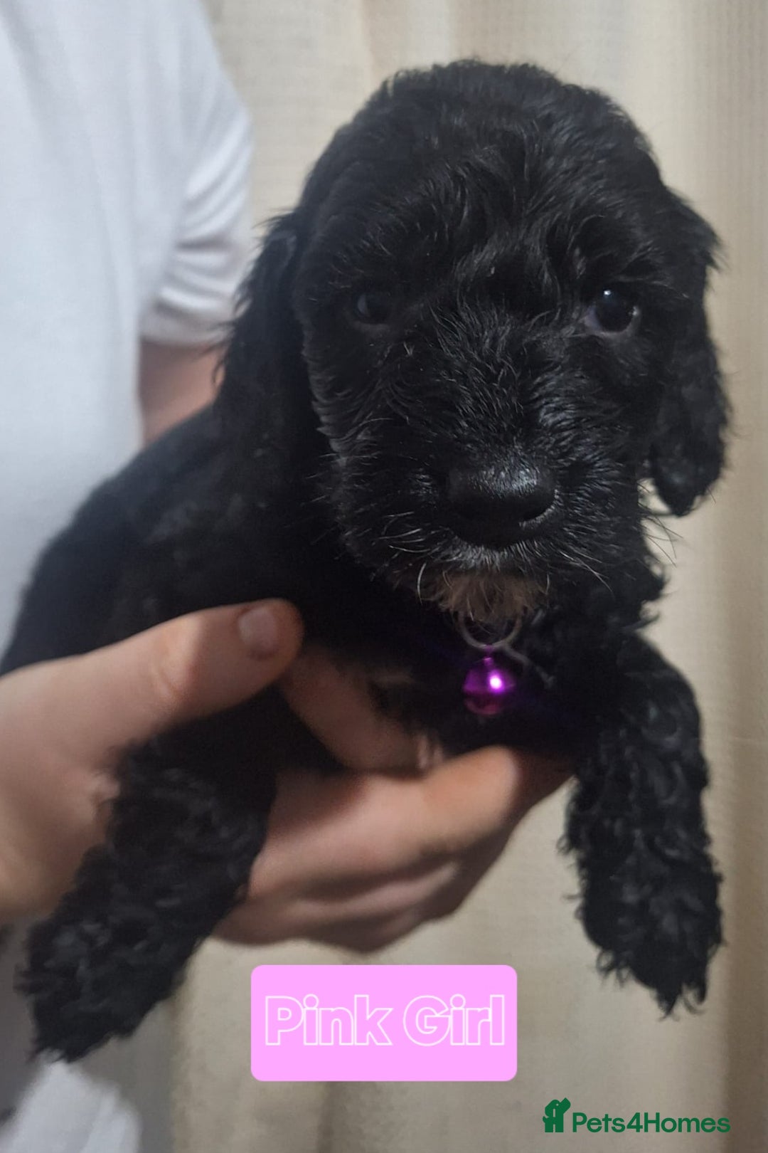 Mixed Breed dogs for sale: 5 mixed breed pups looking for their new home 🐾 - Image 4