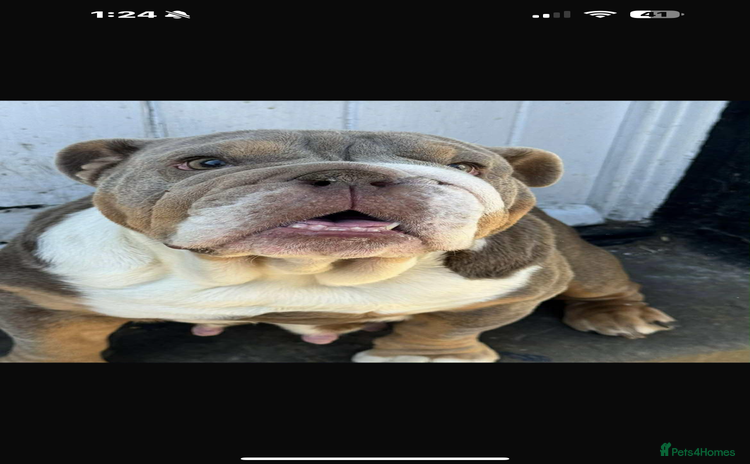 English Bulldog dogs English bulldogs  - Advert 9