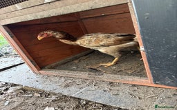 Mixed Breed birds for sale: Chickens for sale - Image 2