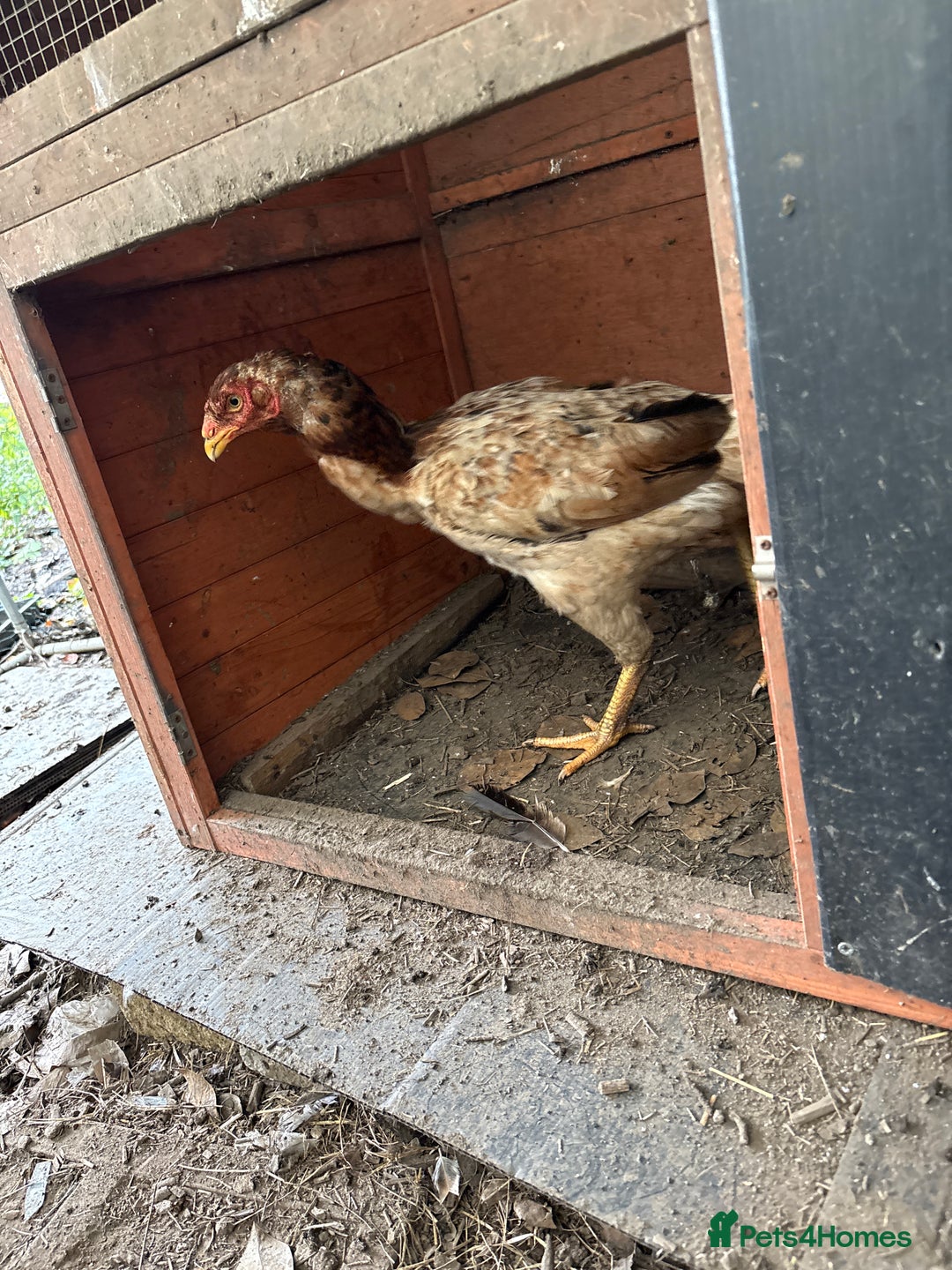 Mixed Breed birds for sale: Chickens for sale - Image 2