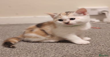 Mixed Breed cats - Advert 1