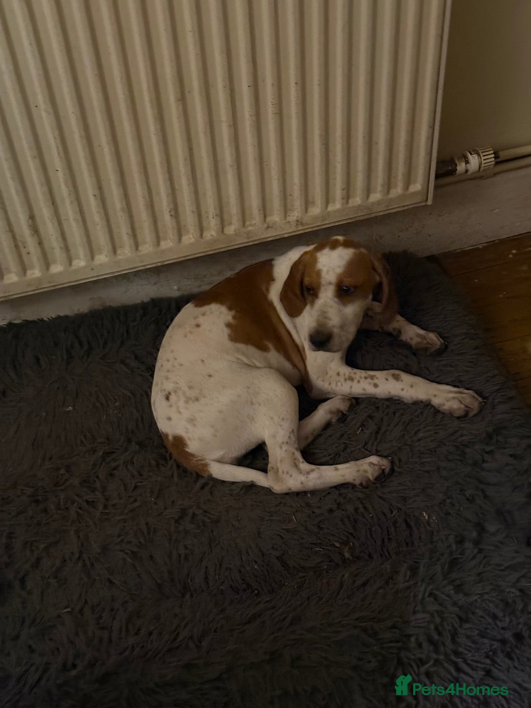 Pointer dogs for sale: Last Beautiful English Pointer - Advert 3