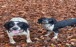 English Springer Spaniel dogs for sale: block coloured black & white springer bitch  - Image 5