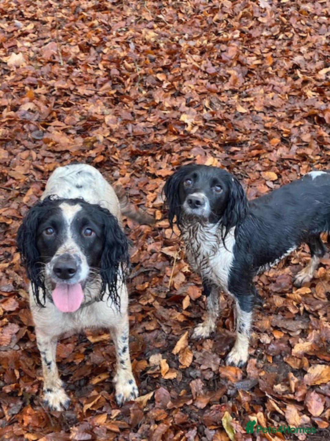 English Springer Spaniel dogs for sale: block coloured black & white springer bitch  - Image 5
