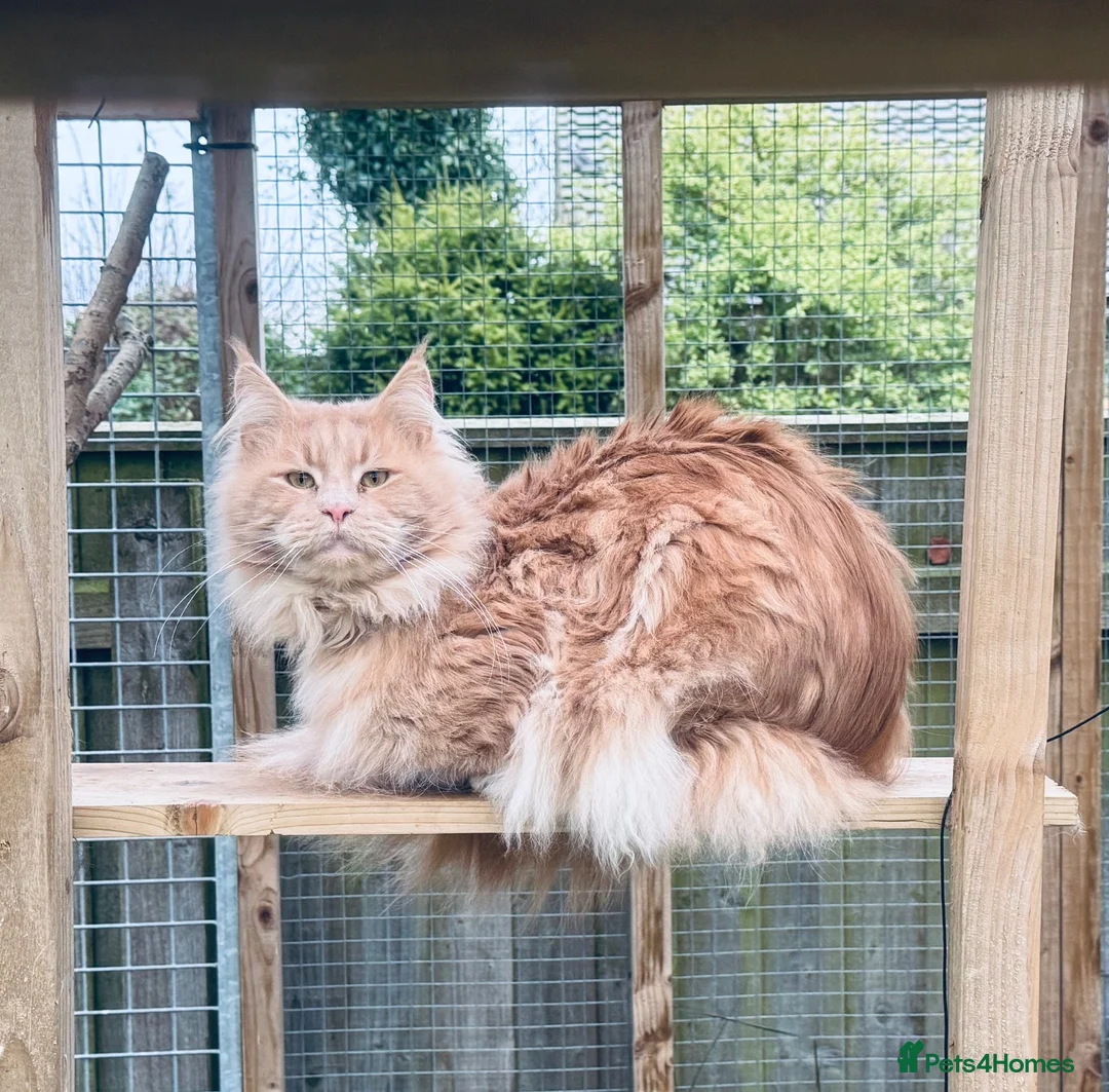 Maine Coon cats for stud: GCCF & Tica Registered Cream Smoke Maine Coon in Spalding - Advert 1