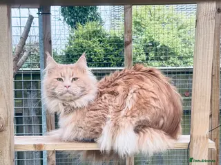 Maine Coon cats GCCF & Tica Registered Cream Smoke Maine Coon in Spalding - Advert 12