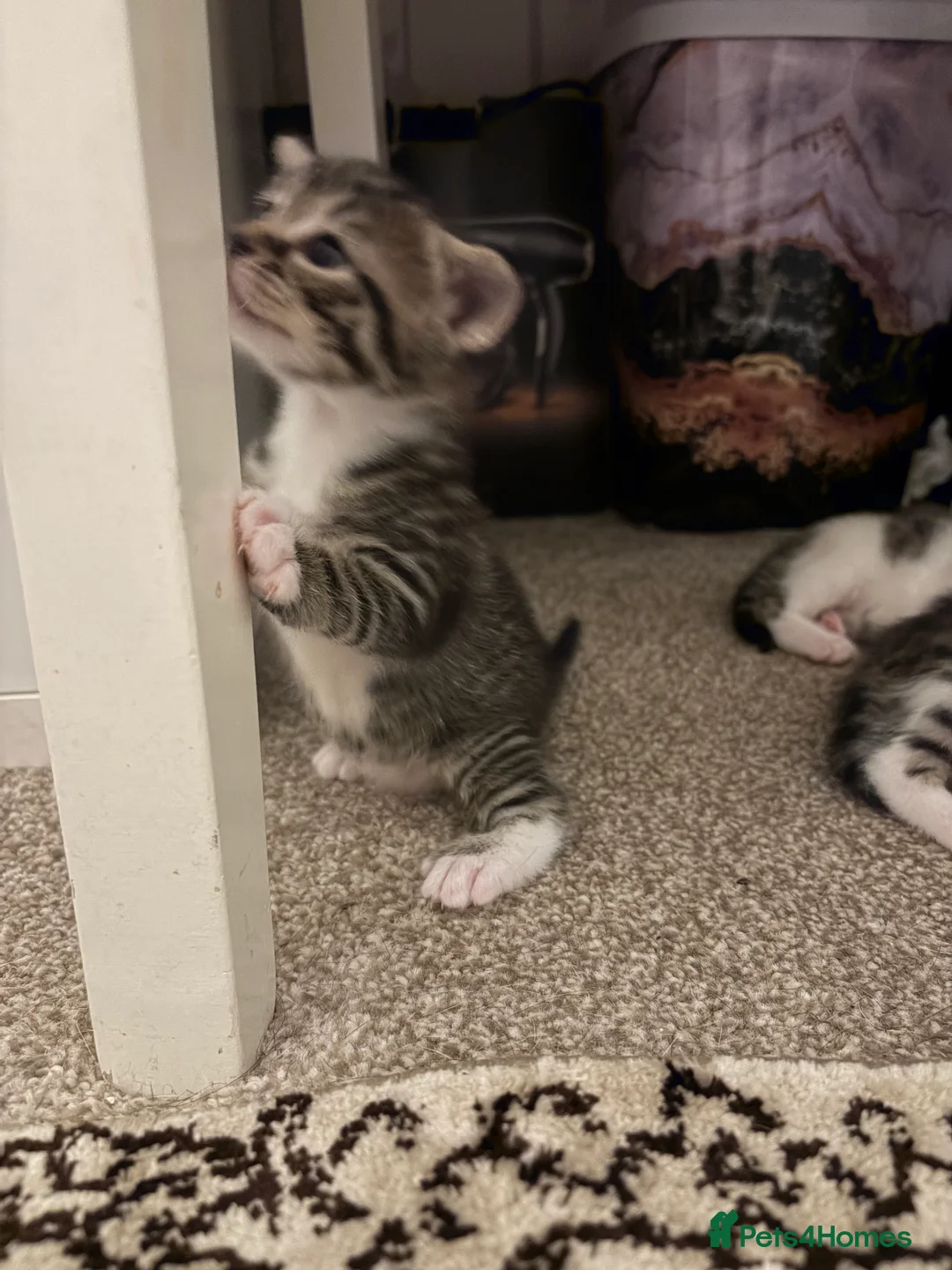 American Shorthair cats for sale: 4 beautiful American Shorthair Kittens - Advert 7