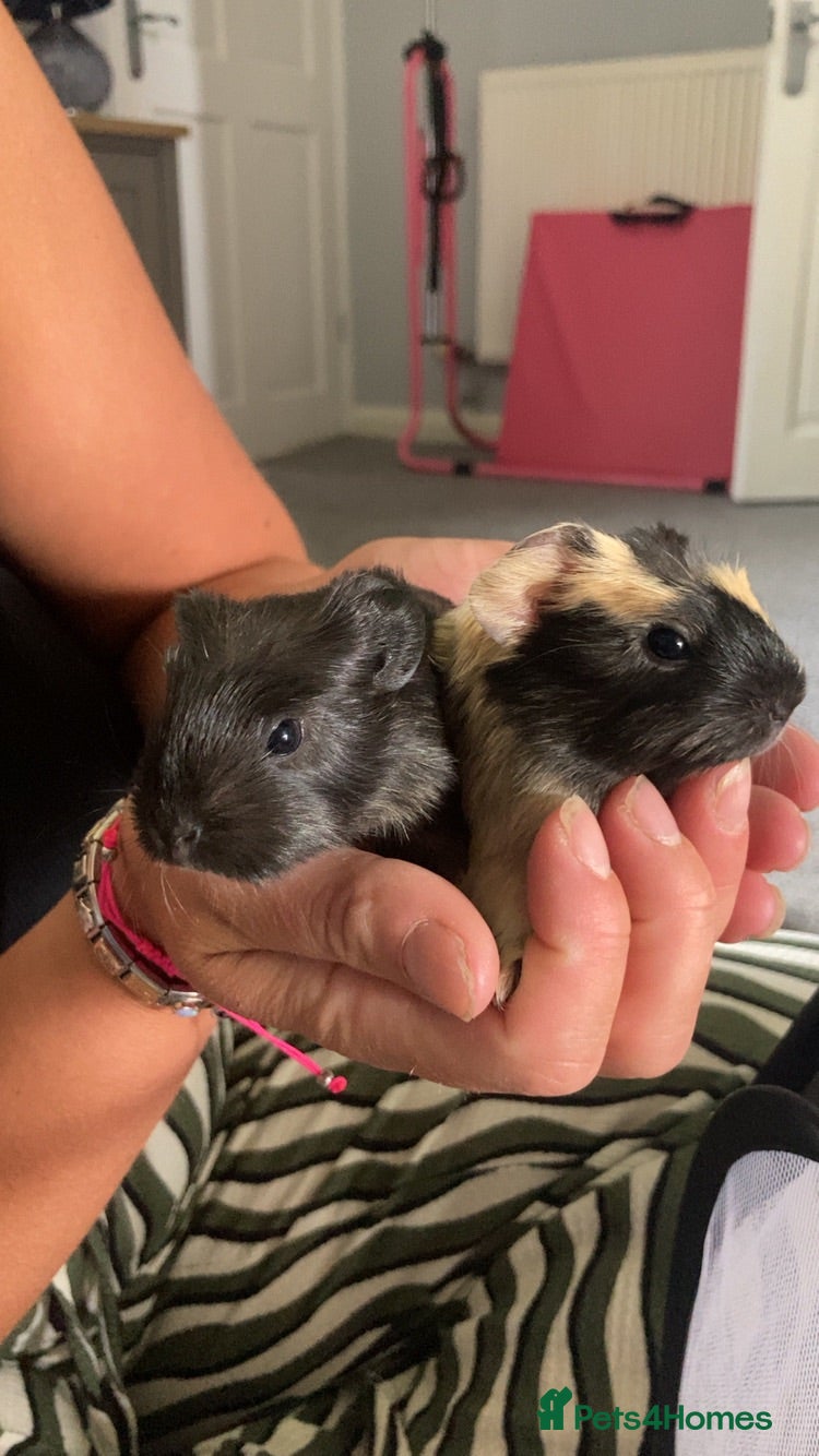 Guinea Pig rodents 4 girls 1 boy  - Advert 1