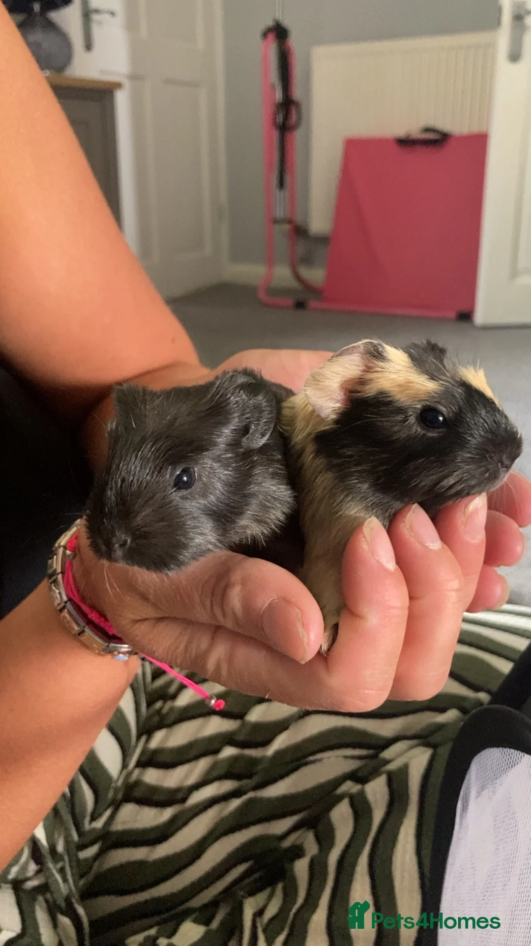 Guinea Pig rodents for sale: 4 girls 1 boy  in Carlisle - Advert 1