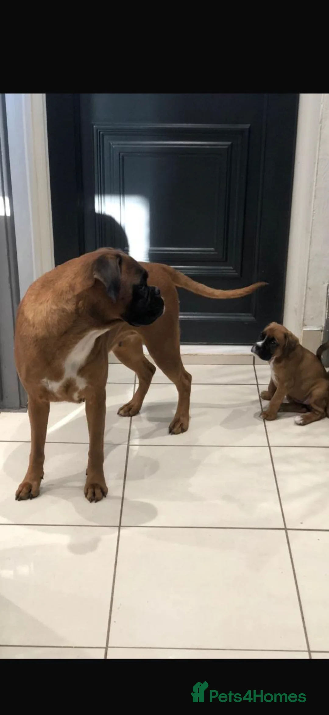 Boxer dogs for sale: Boxer pups  - Advert 18