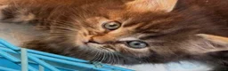 Mixed Breed cats for sale: Ragcoon kittens ready now  - Advert 4