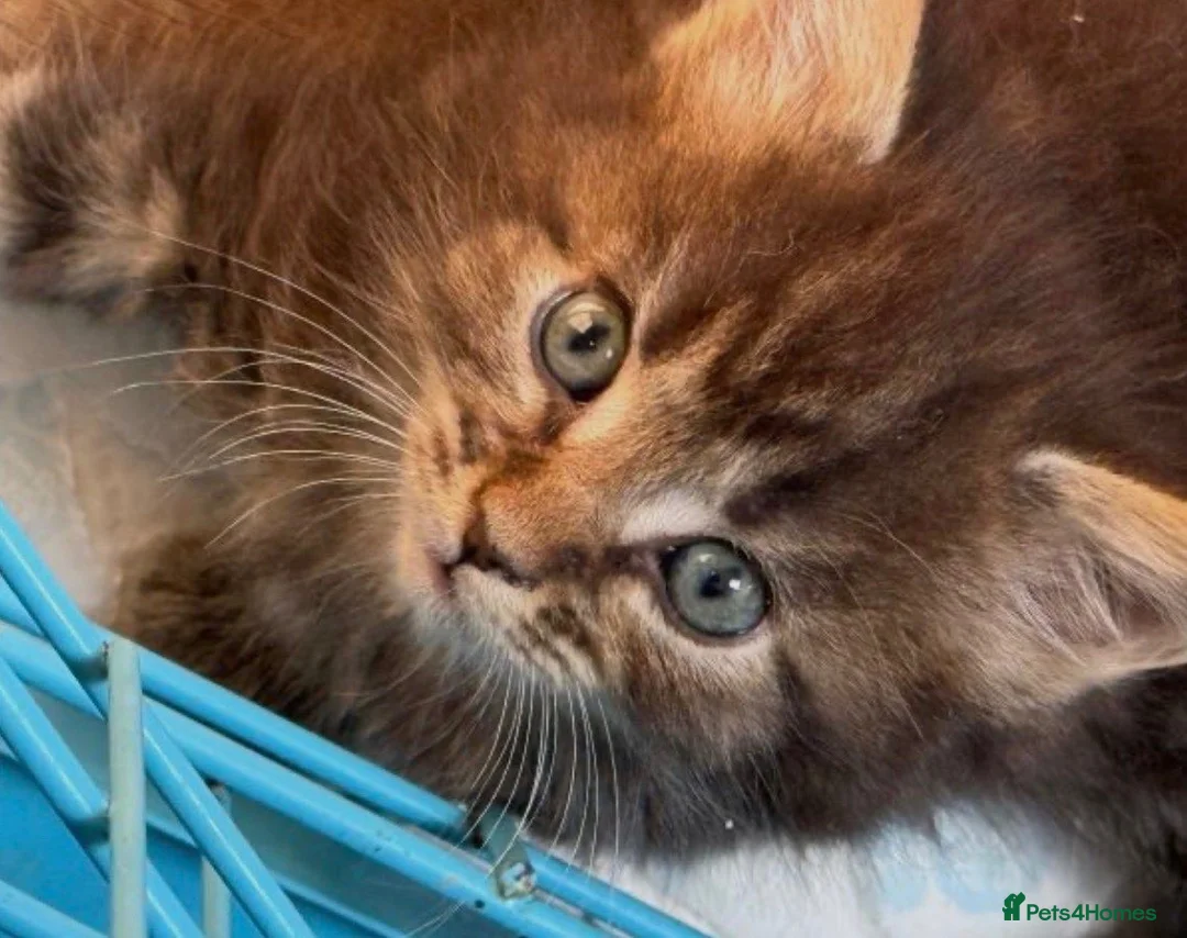 Mixed Breed cats for sale: Ragcoon kittens ready now  - Advert 4