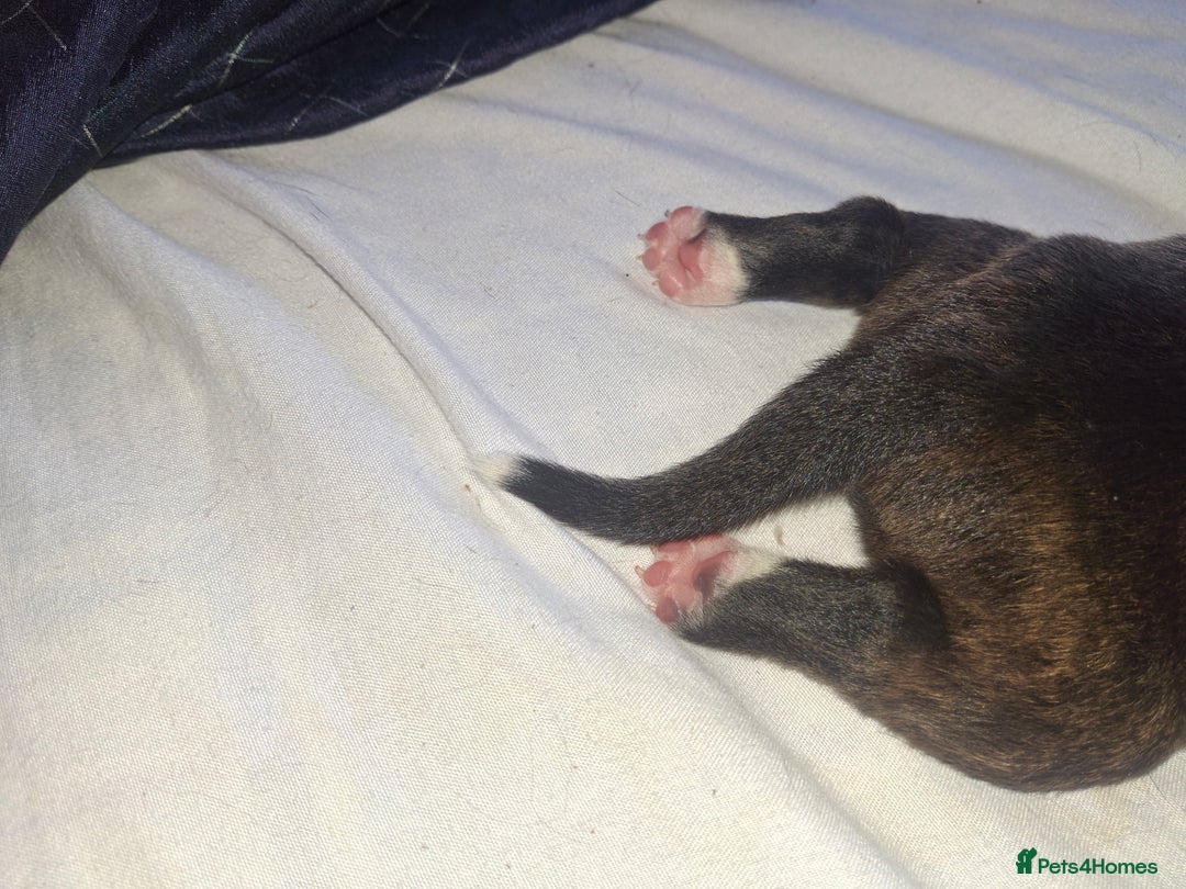 Mixed Breed dogs for sale: 2 boy 2 girls springer mixed with staff puppys - Image 20