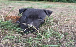 Whippet dogs for sale: 2 stunning purebred whippet ladies - Image 11