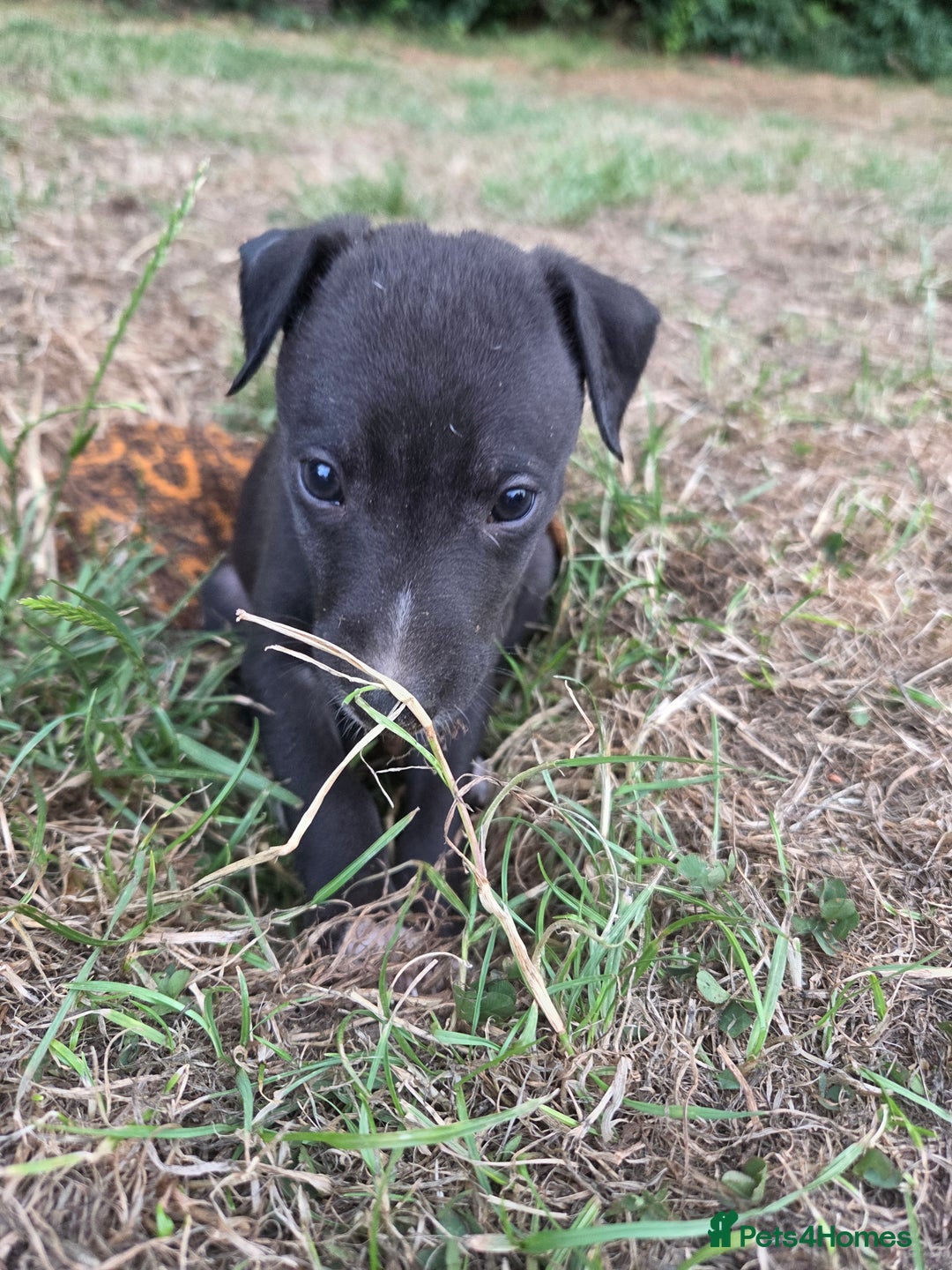Whippet dogs for sale: 2 stunning purebred whippet ladies - Image 11