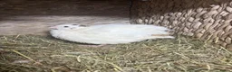 Quail poultry for sale: MALE QUAIL FOR SALE in Newtownards - Advert 17