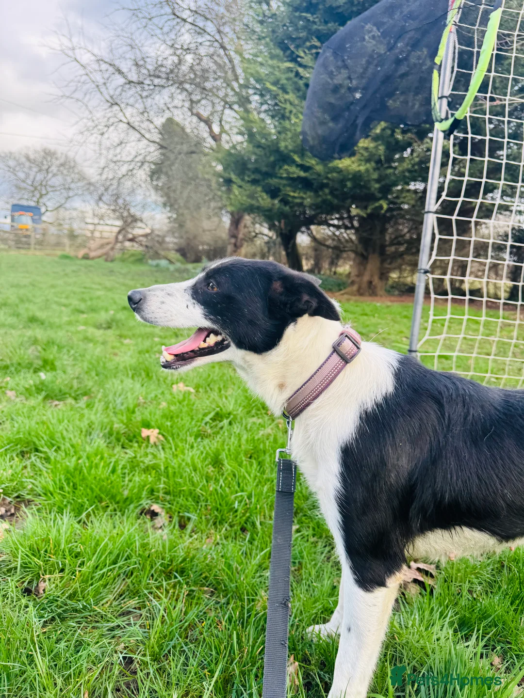 Border Collie dogs for sale: Lovely Border Collie Female To Rehome - Advert 2