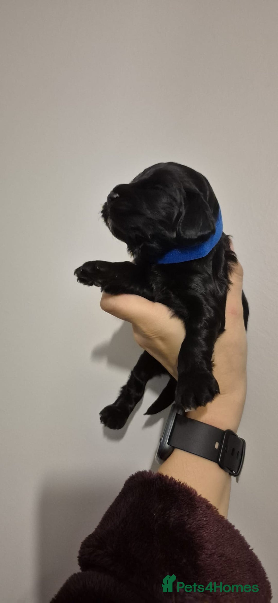 Cockapoo dogs for sale: ✨ Beautiful Cockapoo Puppies –  1 Boy & 4 Girls✨ - Advert 8