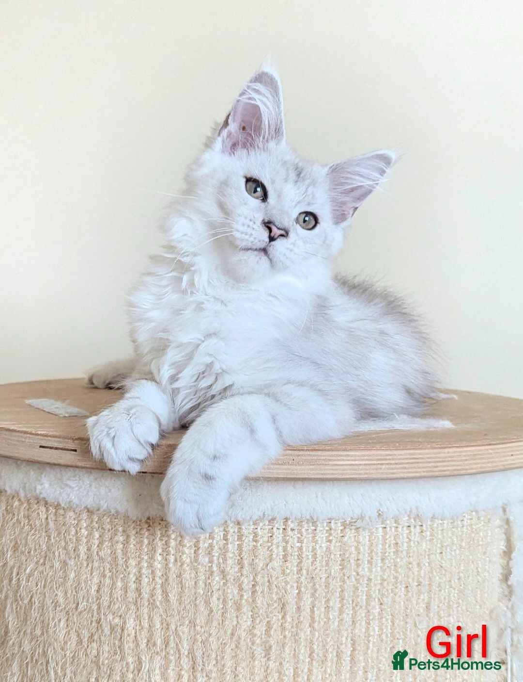 Maine Coon cats Shaded Maine Coon Kittens  - Advert 1